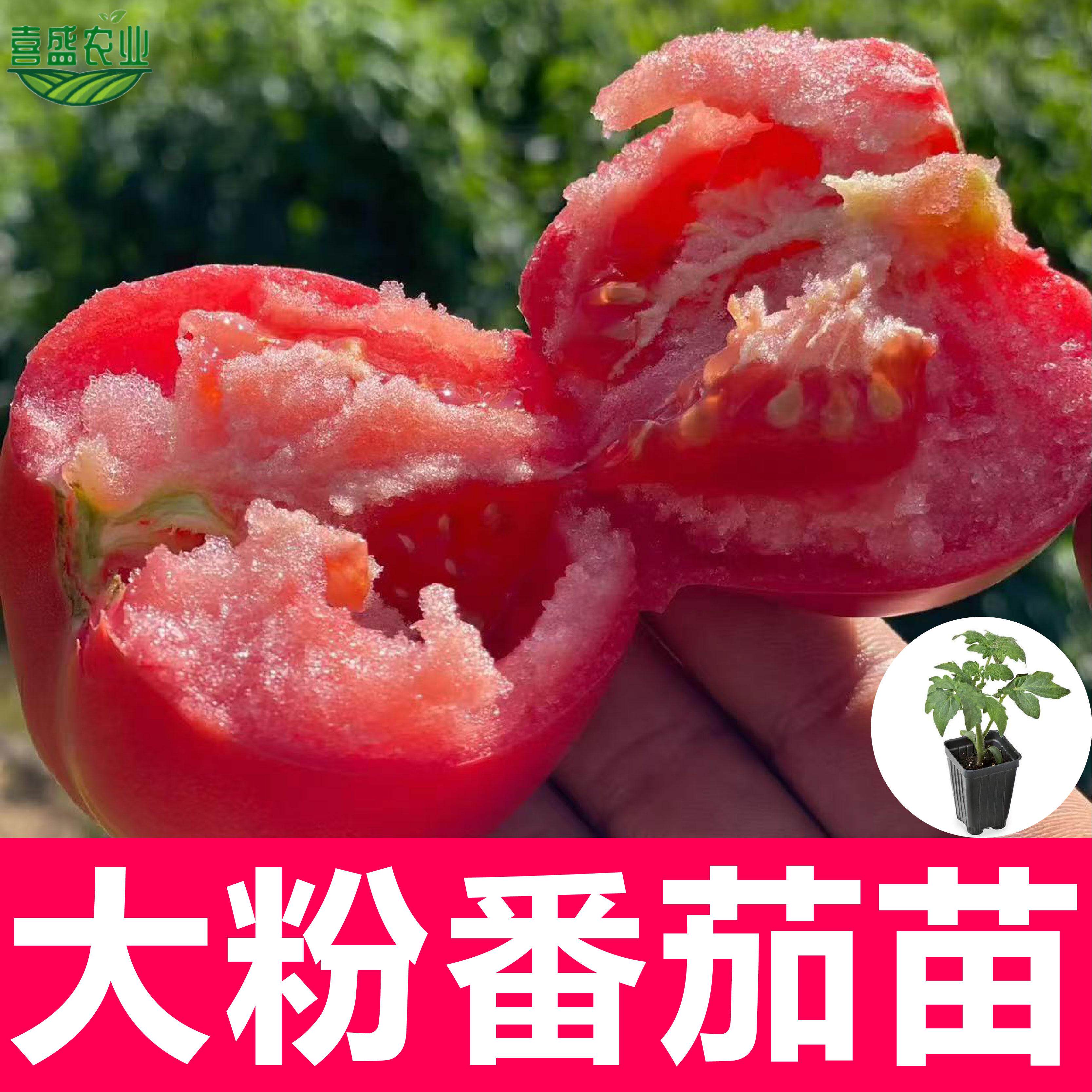大粉番茄苗秧农家西红柿苗