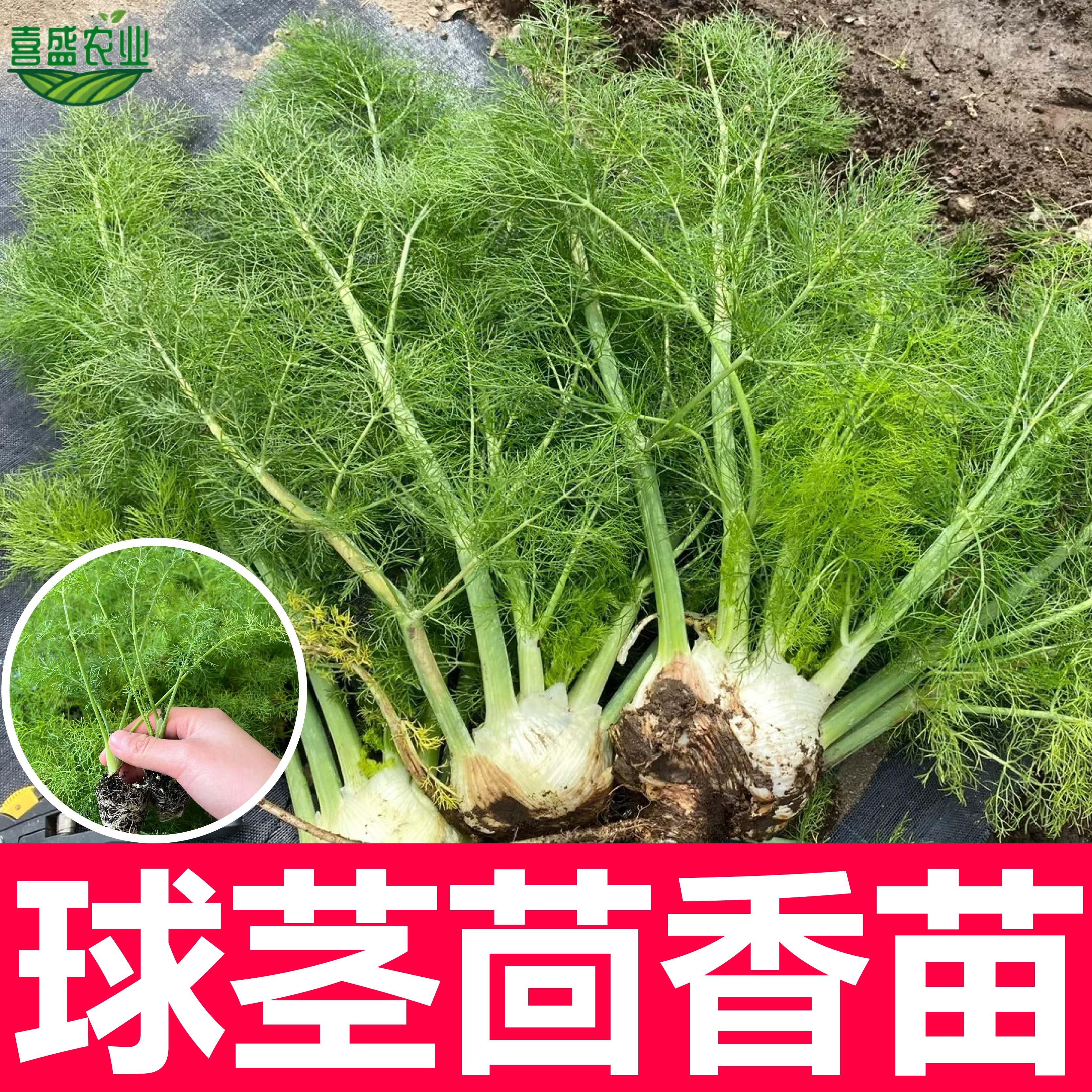 球茎茴香苗子结球割茬大茴香