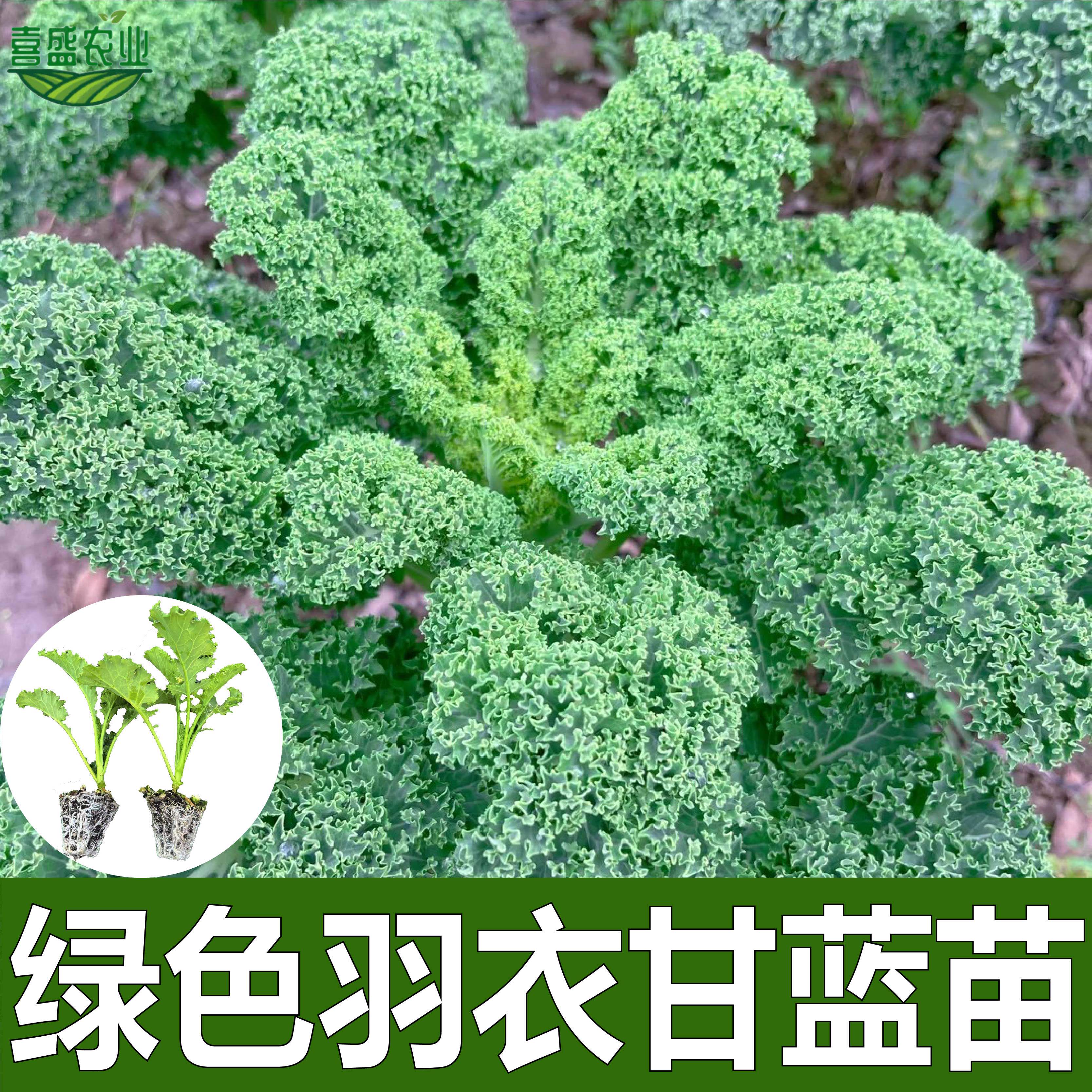 可食用秋冬耐寒当季带土秧苗