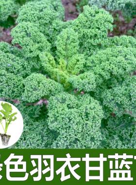 绿色羽衣甘蓝苗子食用蔬菜四季阳台盆栽超级食物耐寒营养蔬菜高产
