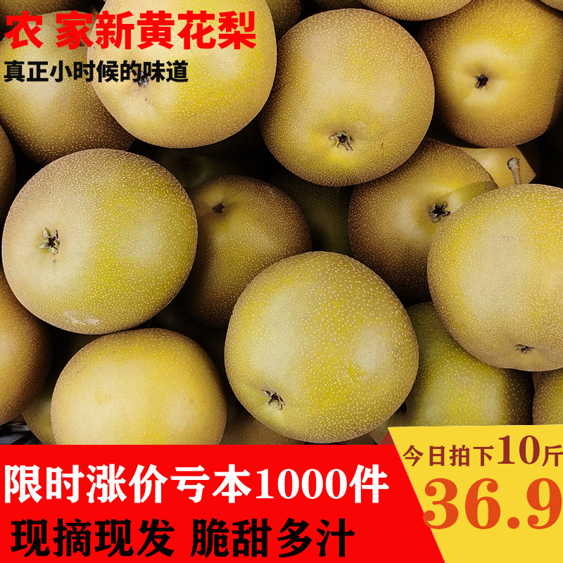 当季梨子黄花梨水果新鲜现摘10斤包邮整箱应季沙梨孕妇时令水果