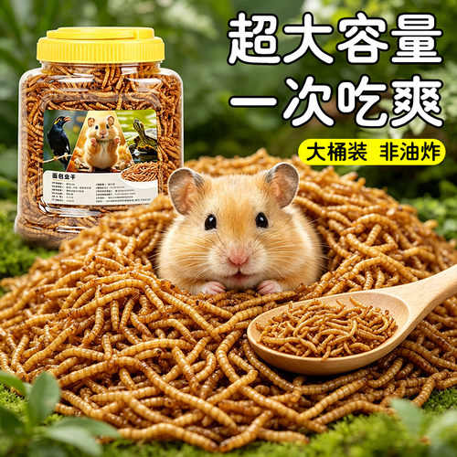 金丝熊冠之亚面包虫干