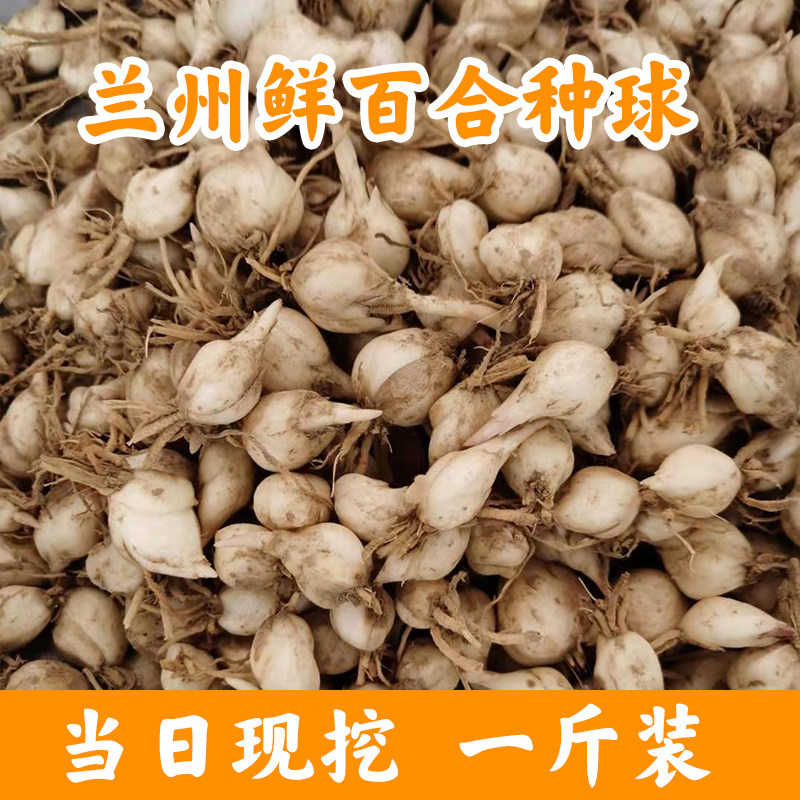 兰州新鲜食用甜百合种子种球花苗带根种苗500g非干货香水百合