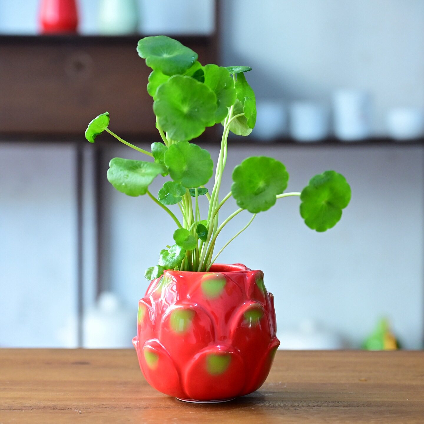 火龙果葫芦绿萝水培桌面摆件