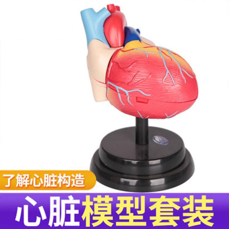 儿童科教心脏系统豪华套装