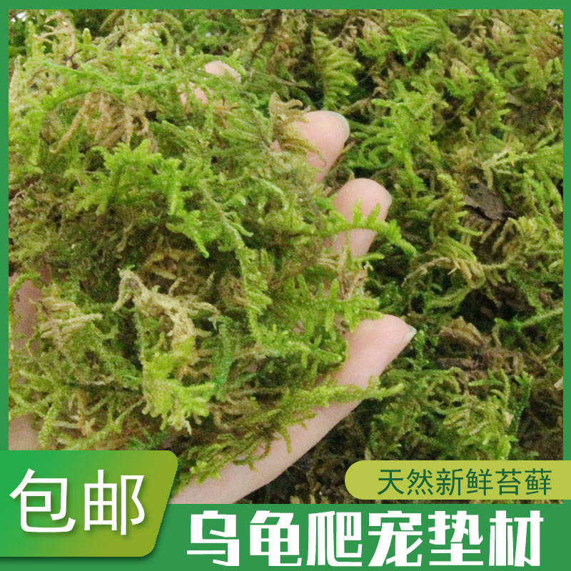 干苔藓乌龟垫材爬宠打包发货运输冬眠材料水苔青苔养殖箱饲养造景