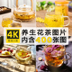 超高清养生花草茶图片 桂花玫瑰百合花茶4K摄影照片壁纸海报素材