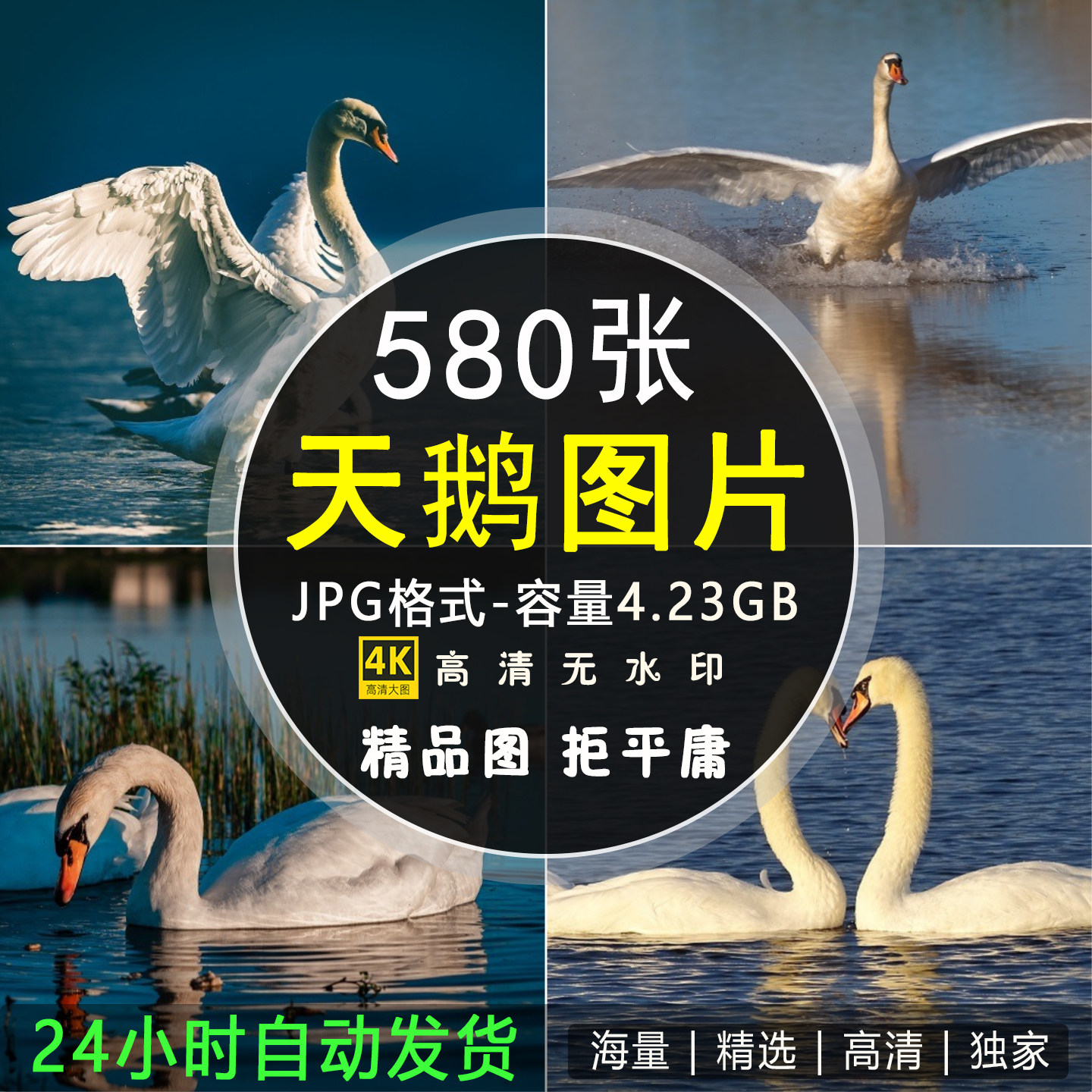 高清图集 白天鹅图片黑天鹅大鹅羽毛湖面湖水鸟禽动物照片素材图片