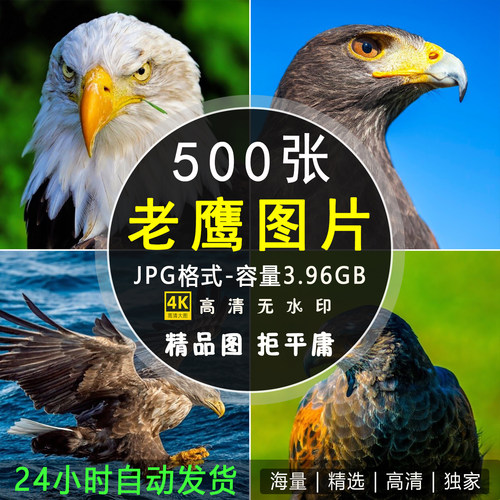 高清老鹰图片雄鹰展翅翱翔