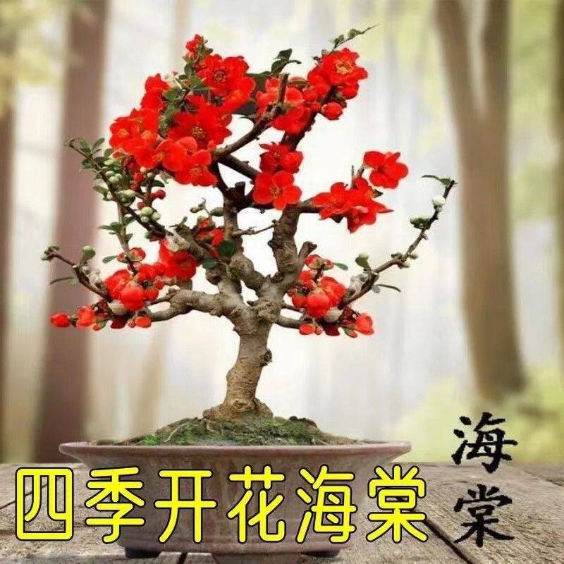 (带花苞发货)四季长寿冠海棠花盆栽地栽阳台庭院耐寒耐悍花卉