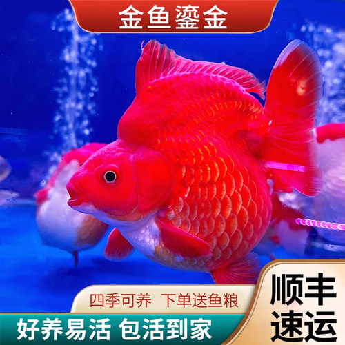 鎏金金鱼冷水鱼淡水鱼好养耐活鱼