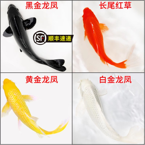 红草金鱼活观赏鱼锦鲤冷水鱼好养