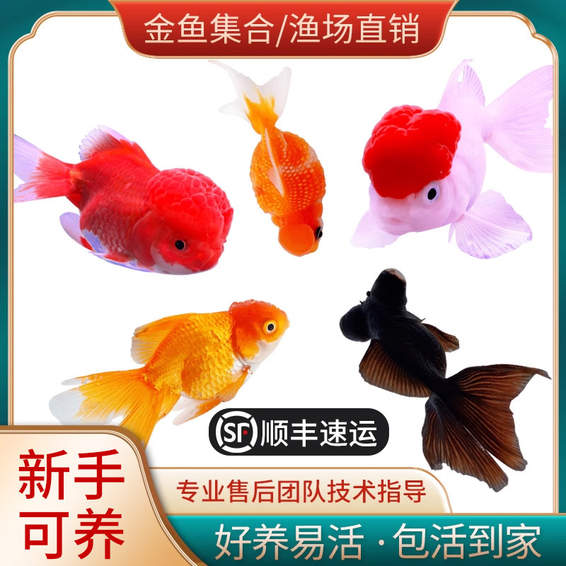 金鱼活体观赏鱼淡水鱼冷水鱼好养耐活的小金鱼红草鱼活兰寿闯缸鱼,宠物/宠物食品及用品,鱼,淘宝优惠券,粉丝福利购,淘宝优惠卷