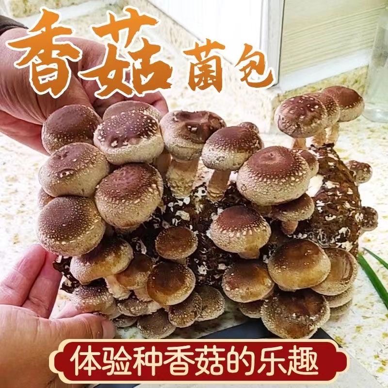 香菇菌种蘑菇种植菌包阳台种蘑菇菌棒菌菇种棒家庭室内种植食用菌