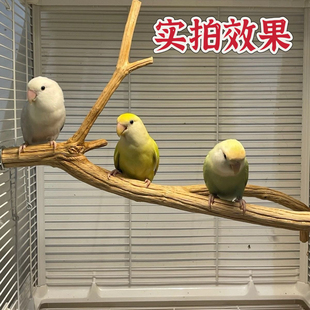 小鸟鹦鹉站杆原木葡萄木树枝花椒木杜鹃木鸟笼站架实木站棍玩具