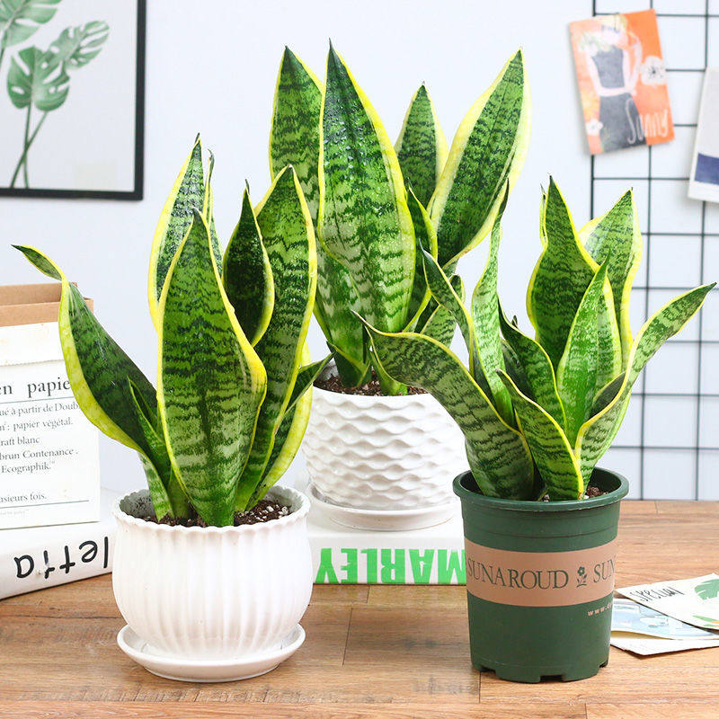 金边虎皮兰植物室内阳台盆栽虎尾兰客厅吸甲醛好养绿植苗四季常d