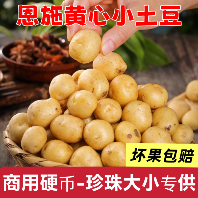【硬币-珍珠大小】恩施高山黄心土豆农家自种马铃薯粉糯迷你土豆