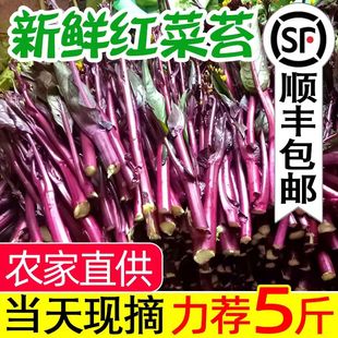 正宗湖北洪山红菜苔新鲜紫菜粗壮红油薹现摘现发农家自种应季蔬菜