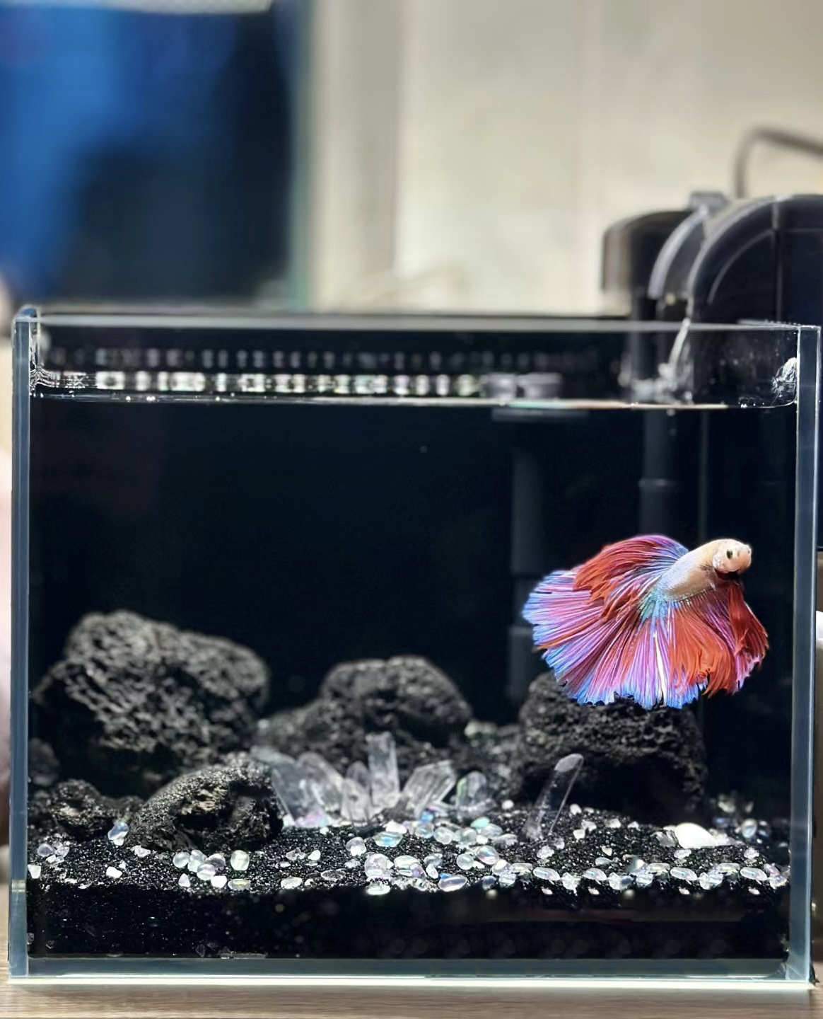 暗黑风斗鱼缸客厅小型造景生态缸家用超白玻璃桌面精致小型水族箱