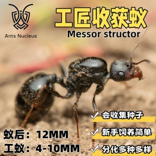 工匠收获蚁宠物活体蚂蚁科普教育新手适合