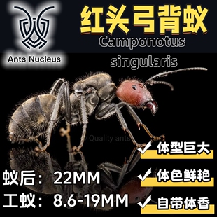 红头弓背蚁Camponotus singularis国产第二大宠物活体蚂蚁科普教