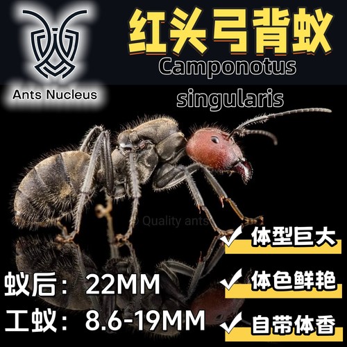 红头弓背蚁新后活体宠物蚂蚁