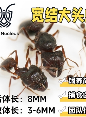 宽结大头蚁Pheidole nodus活体宠物蚂蚁团队捕食科普教育