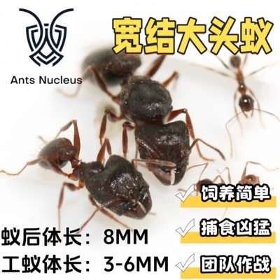宽结大头蚁Pheidolenodus活体