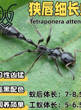 狭唇细长蚁Tetraponera attenuata凶猛活体蚂蚁宠物科普教育