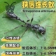 狭唇细长蚁Tetraponera attenuata凶猛活体蚂蚁宠物科普教育