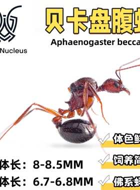 贝卡盘腹蚁Aphaenogaster beccarii活体宠物蚂蚁科普教育