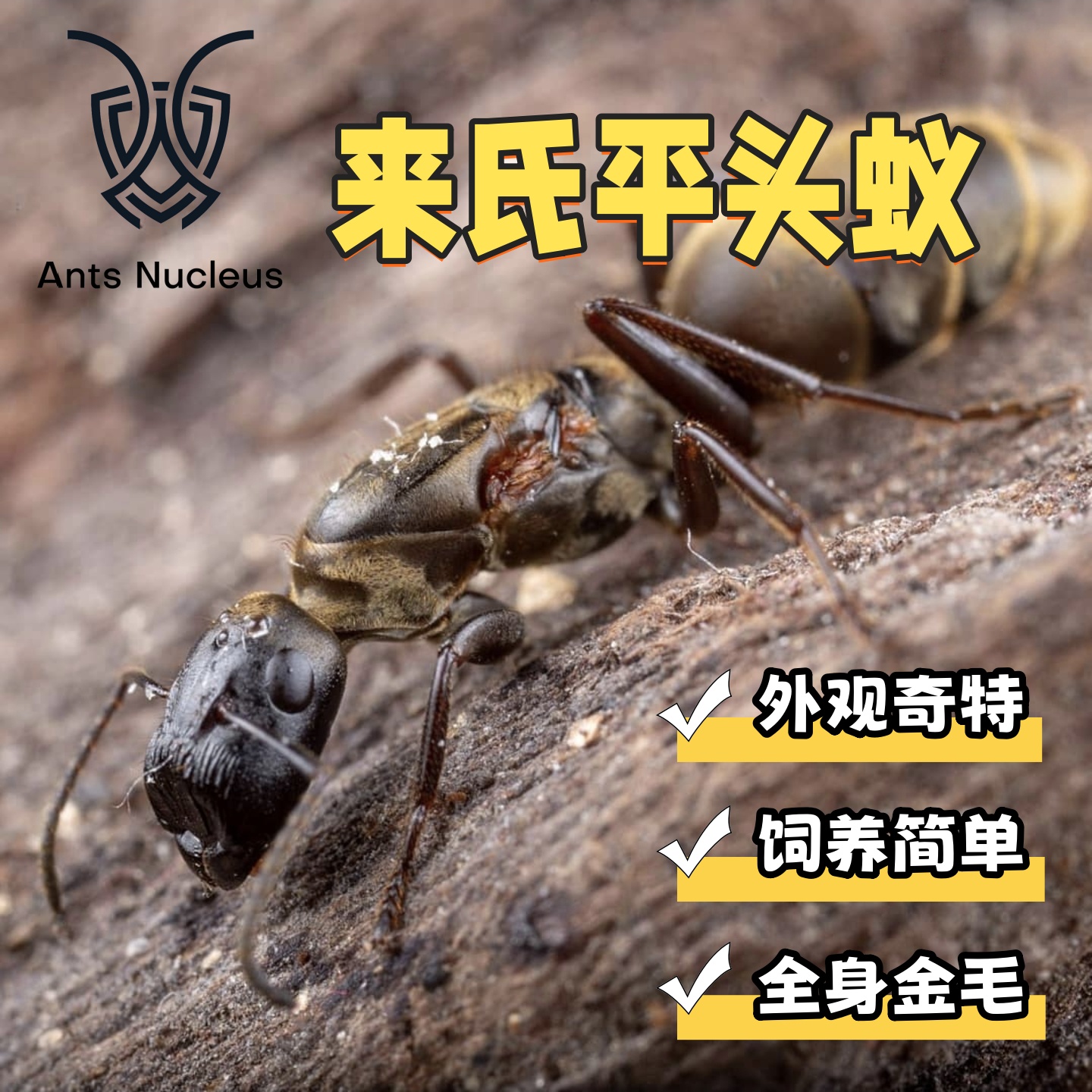 黑平截来氏平头蚁活体宠物树栖蚂蚁科普教育