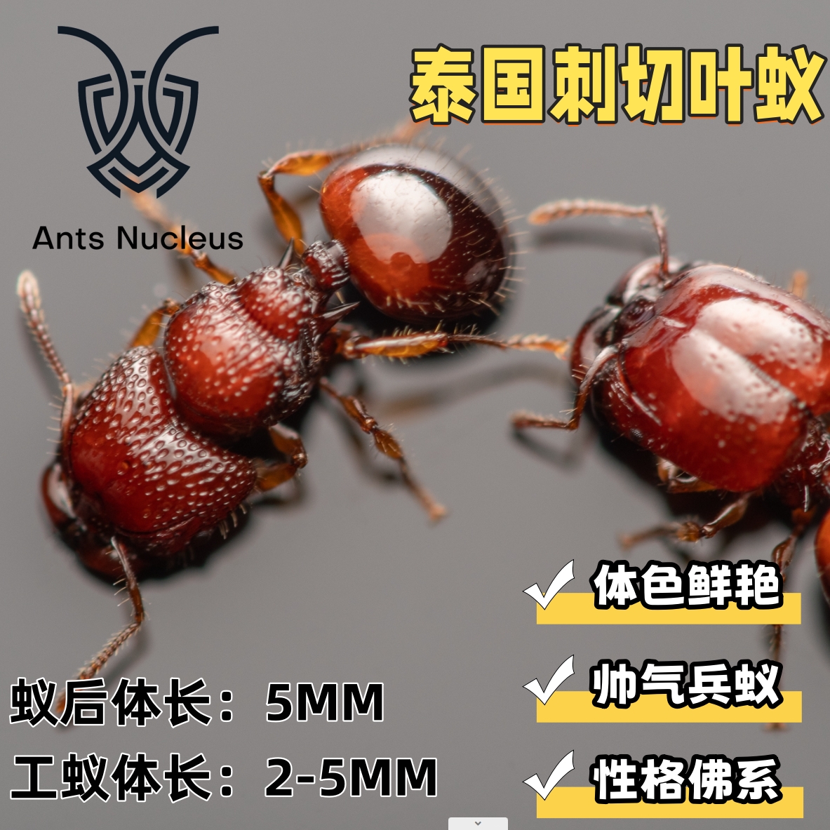 泰国刺切叶蚁佛系蚂蚁宠物活体