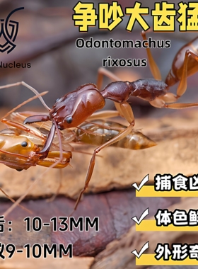 争吵大齿猛蚁活体宠物蚂蚁凶猛爬宠科普教育