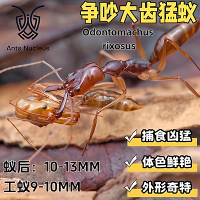 争吵大齿猛蚁活体宠物蚂蚁凶猛爬宠科普教育