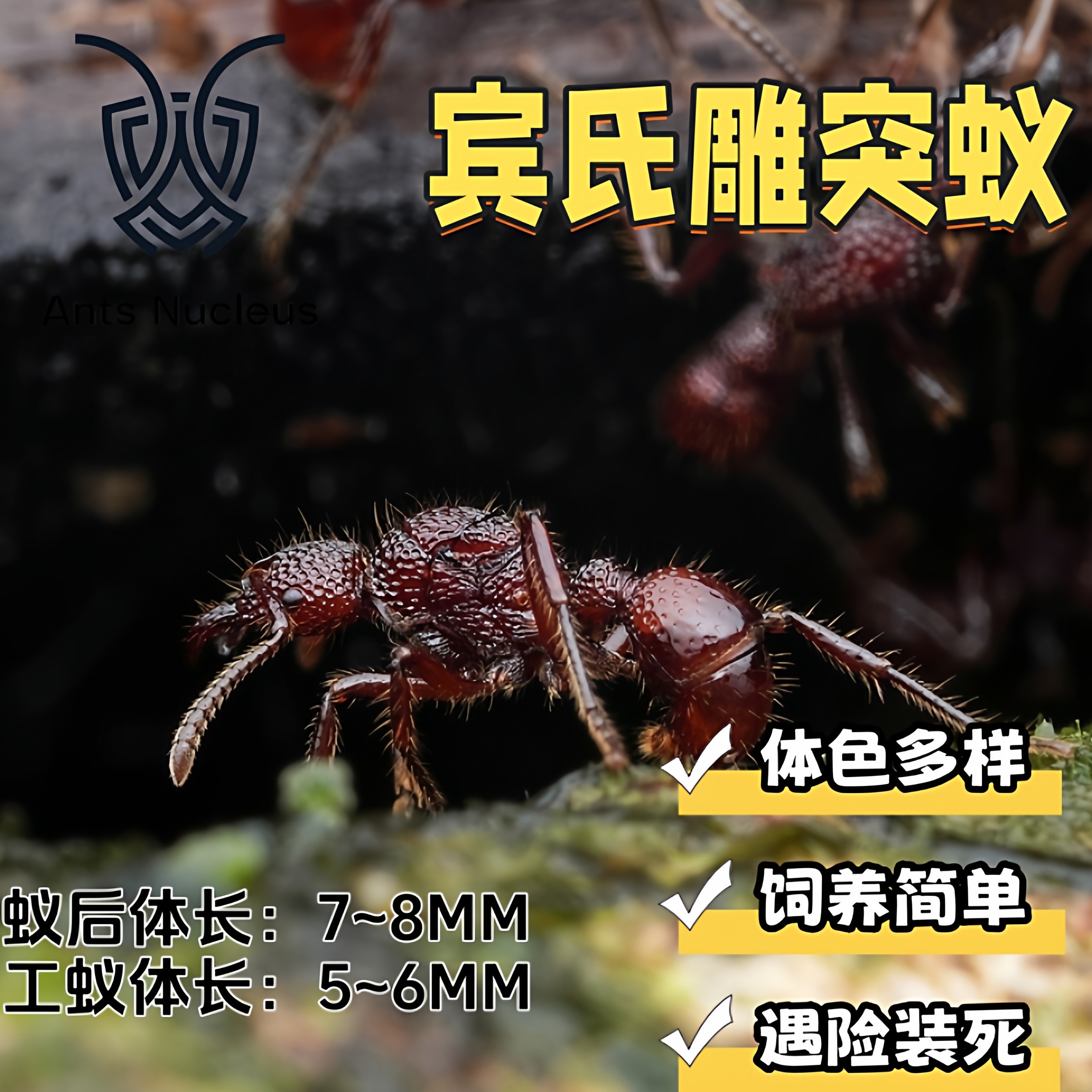 宾氏雕突蚁活体宠物昆虫7-8MM工蚁体色多样饲养简单遇险装死