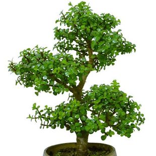 多肉老桩金枝玉叶雅乐之舞玉树造型盆栽植物室内室外花卉四季常青