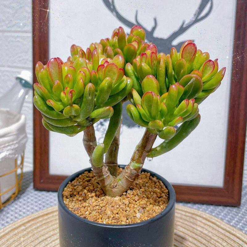 招财猫吸财树铲叶花月老桩多肉植物盆栽绿植花卉超大室内新手组合