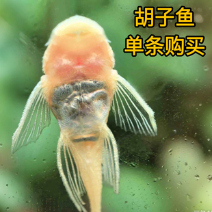 黄金胡子鱼观赏鱼异形鱼小型热带鱼胡子鱼大胡子鱼鼠鱼除藻鱼种鱼