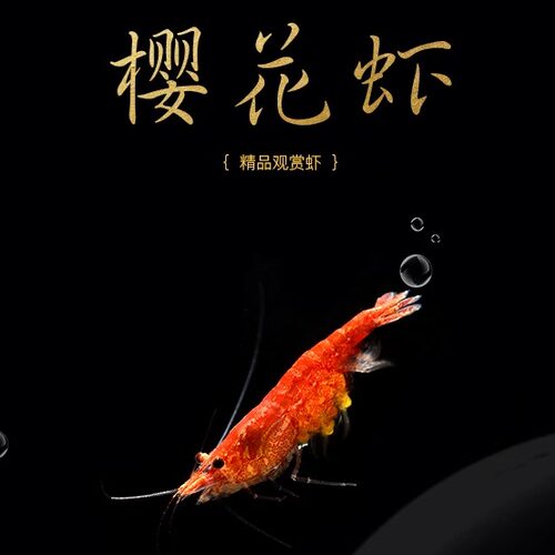 观赏宠物抱蛋活体樱花虾