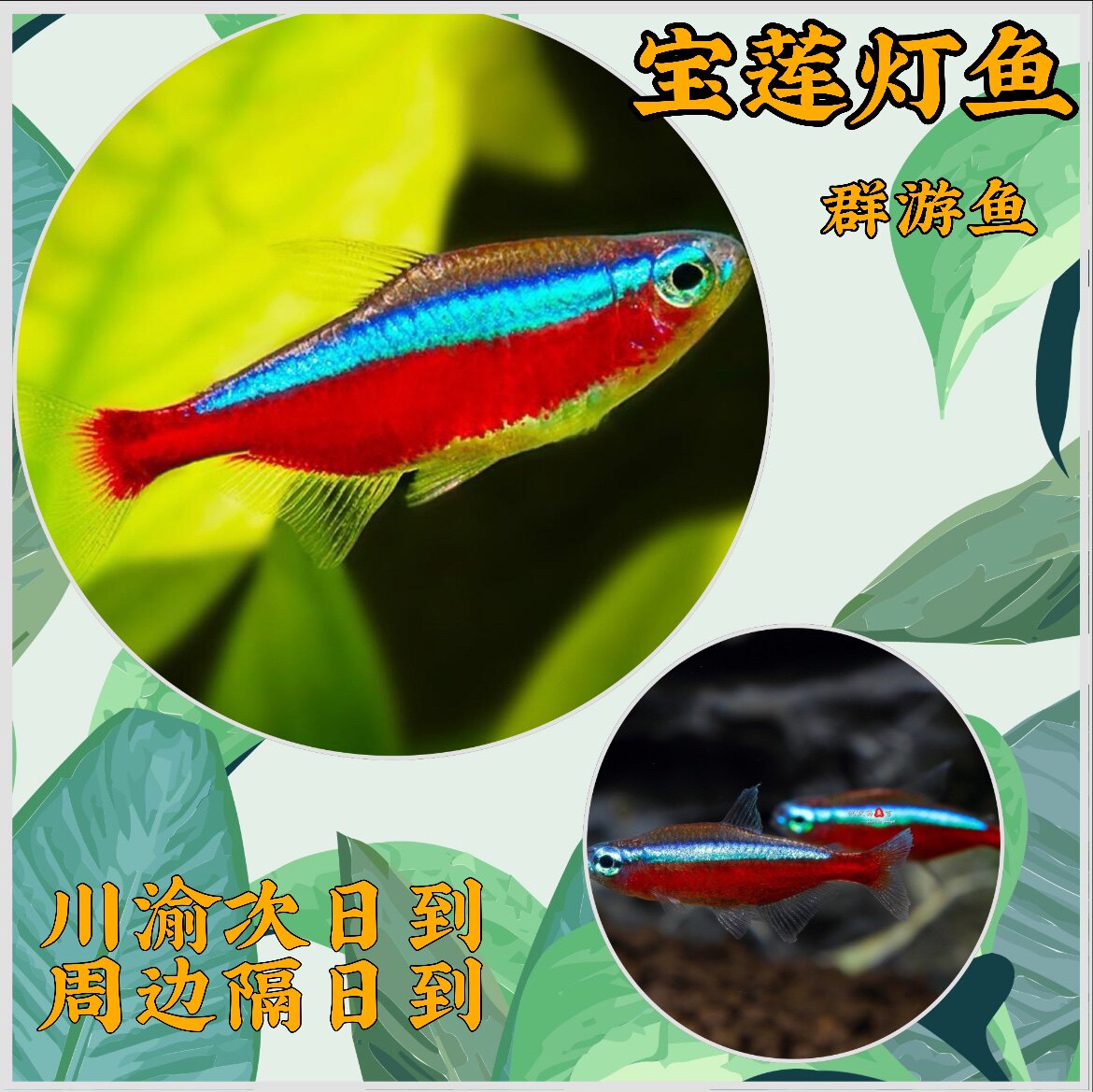 宝莲灯鱼活体 巴西宝莲灯小型灯科草缸群游热带淡水观赏鱼定水