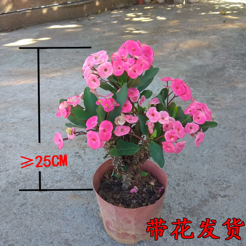 老桩大叶大花虎刺梅镇宅麒麟花铁海棠盆栽老虎刺四季开花耐旱花卉