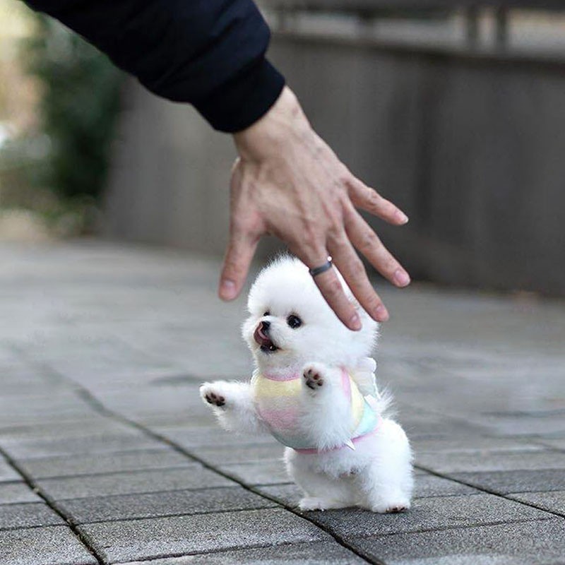 纯种白博美幼犬俊介幼犬茶杯犬小型犬可爱迷你长不大博美犬比熊犬-封面