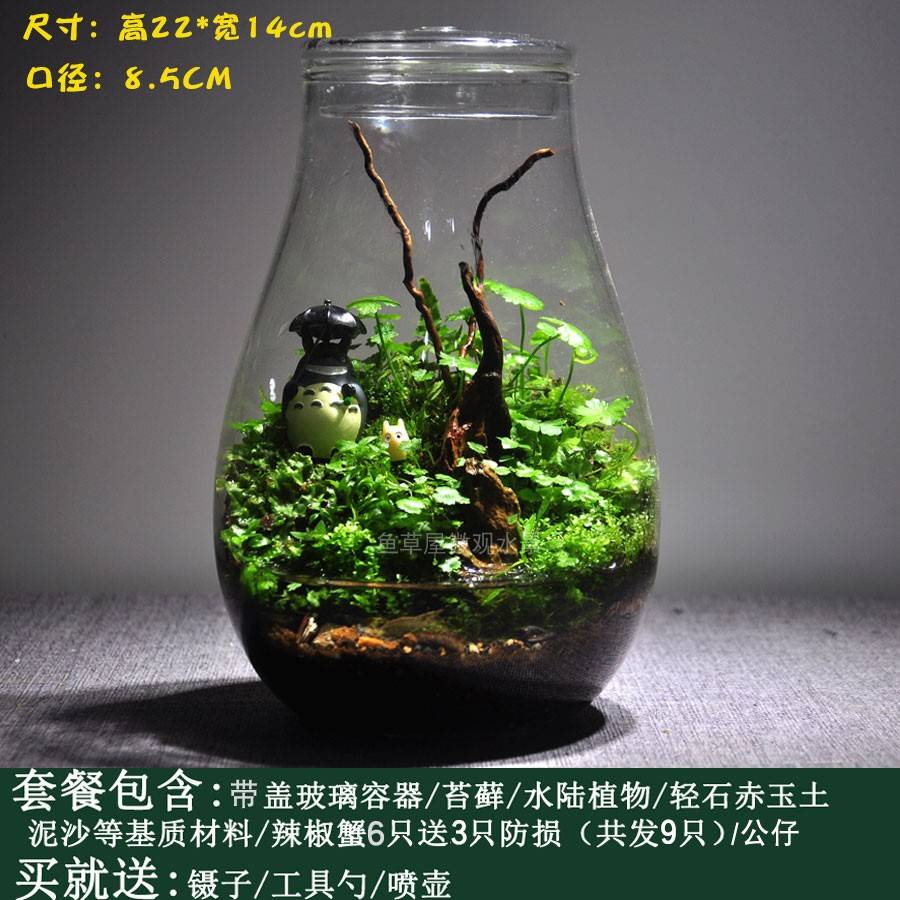 促生态瓶观赏鱼缸辣椒蟹苔藓植物微景观桌面鱼虾蟹水陆缸微型景新