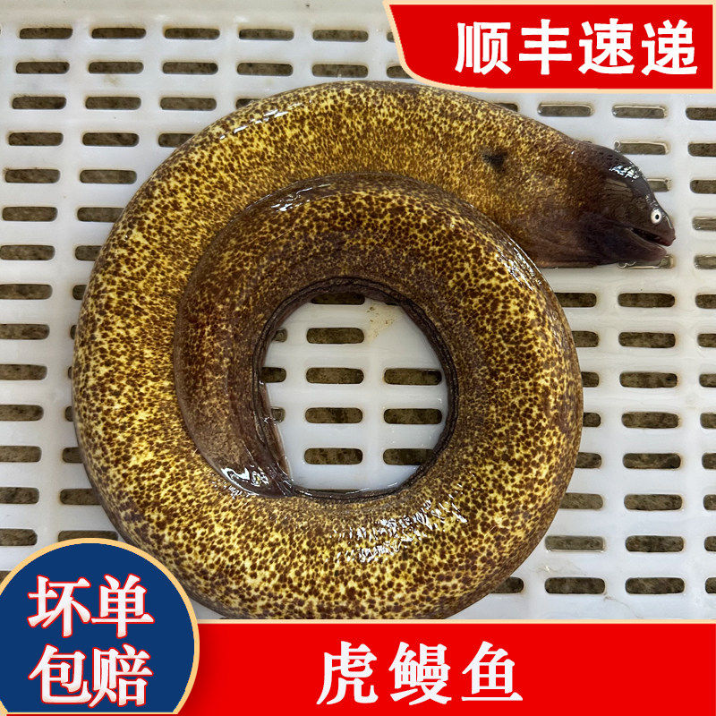 野生海鳗鱼钱鳗虎鳗鱼