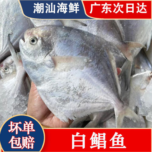 白鲳鱼小银鲜活冷冻水产