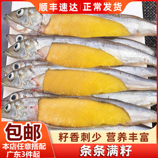 满籽多春鱼鲜活冷冻鱼类风冻干多春鱼带籽烧烤煎带籽海鲜海鱼