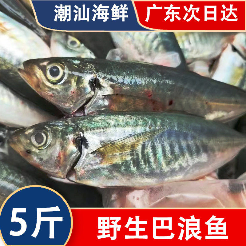巴浪鱼5斤顺丰包邮新鲜冷冻海鲜竹荚鱼,青花鱼,淘宝优惠券,粉丝福利购,淘宝优惠卷