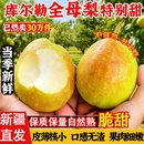 香梨新疆库尔勒整箱精选全母梨子孕妇新鲜水果当季 9斤产地直发
