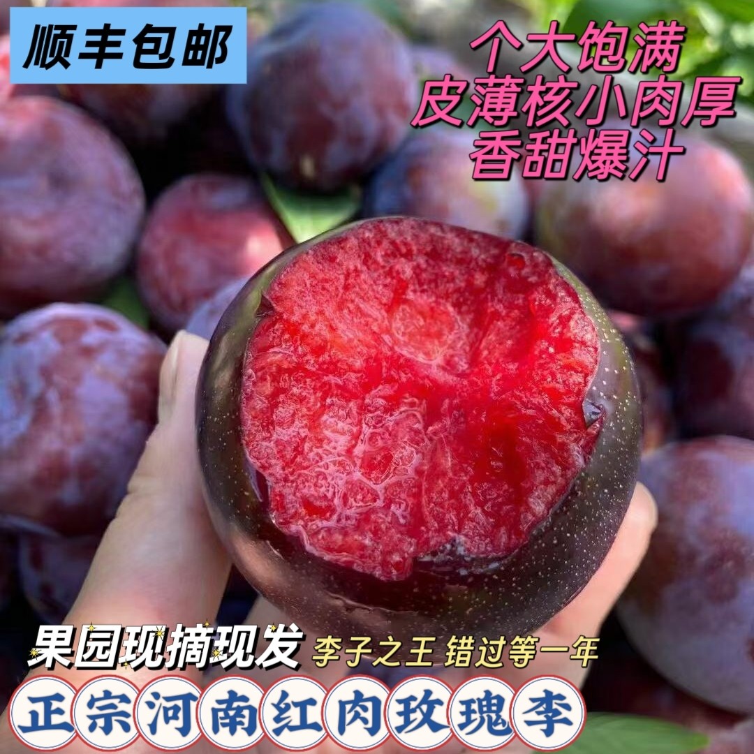 正宗河南红肉血丝玫瑰李新鲜李子深紫色应当季现摘产地直发顺丰邮